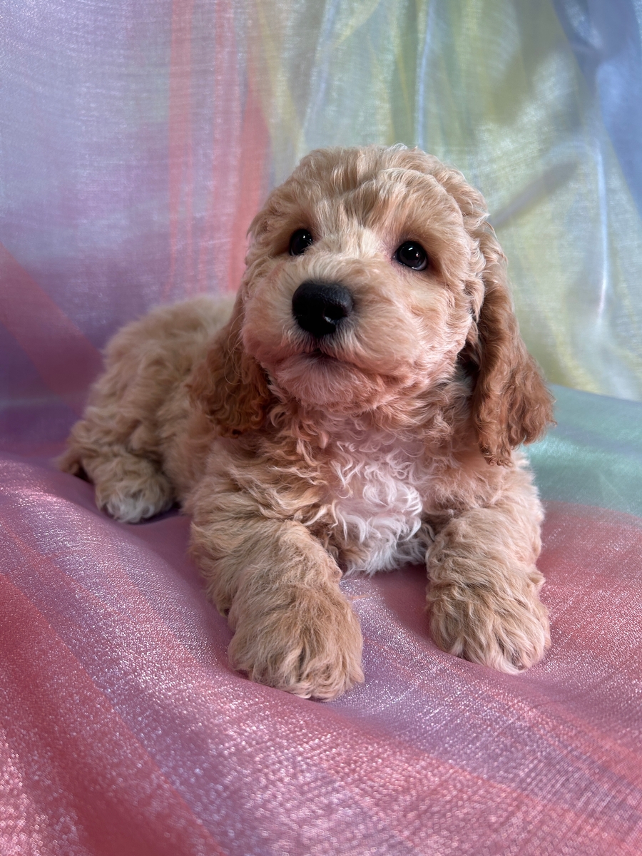 Price Lowered!  Male Bichon Poodle Puppy for Sale in Iowa DOB 10-8-2024 $750